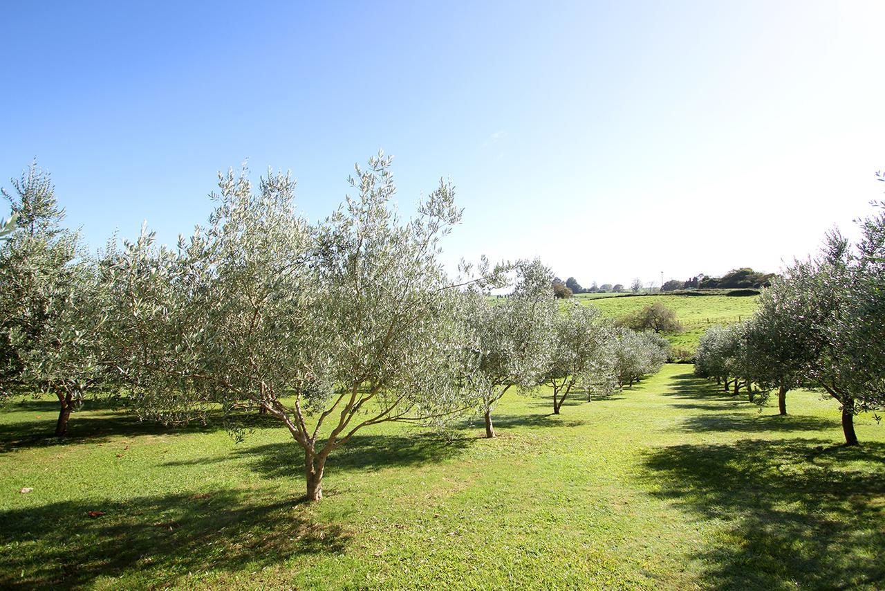 Ohaupo Olives Bed and Breakfast Esterno foto