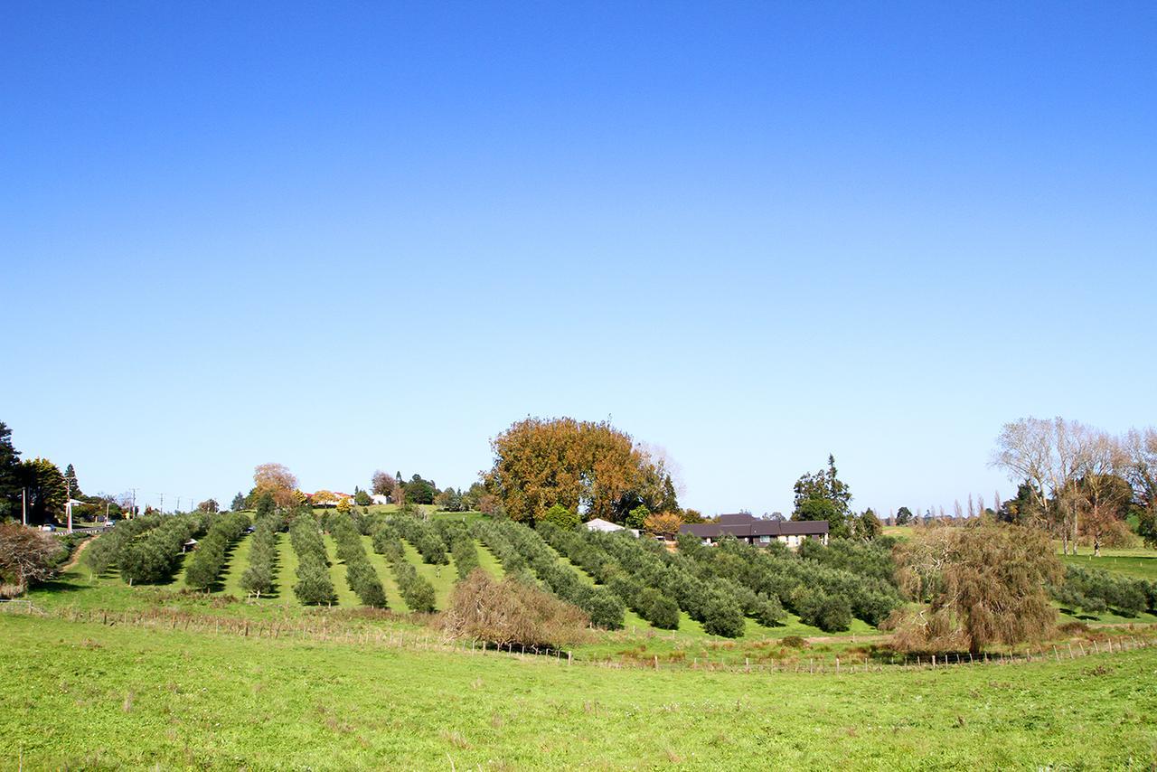 Ohaupo Olives Bed and Breakfast Esterno foto